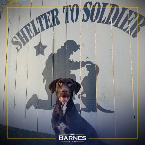 The-Barnes-Firm-Shelter-to-Soldier-Sponsored-Dogs-Barney-1